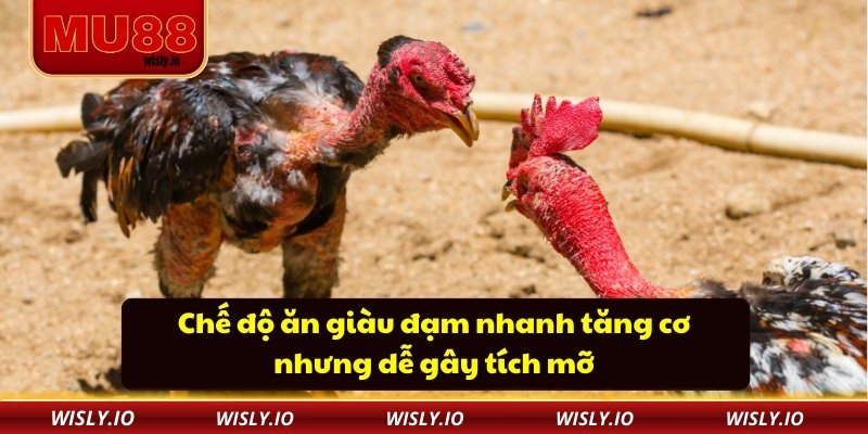 Cách Nuôi Gà Đá Chân Mạnh Nâng Cao Sức Bền Và Tốc Độ Chế độ ăn giàu đạm nhanh tăng cơ nhưng dễ gây tích mỡ